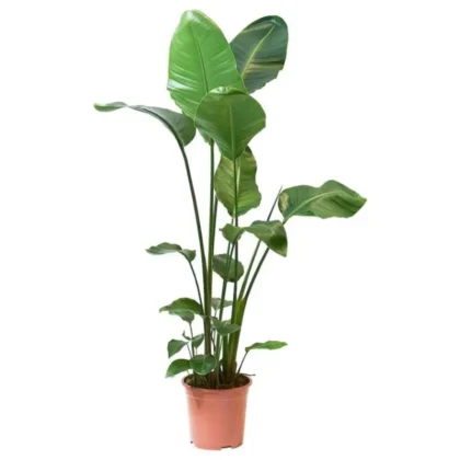Bird Of Paradise- Strelitzia reginea 120-130cm