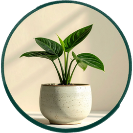 Indoor Plants