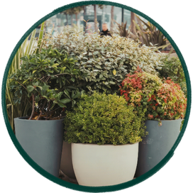 Outdoor Plants