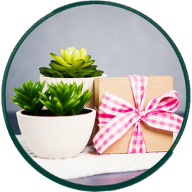 Plants for Gift