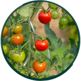 Vegetables Plants