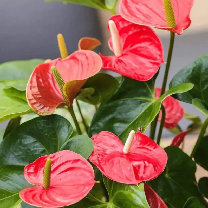 Anthurium Red – Large - Image 2
