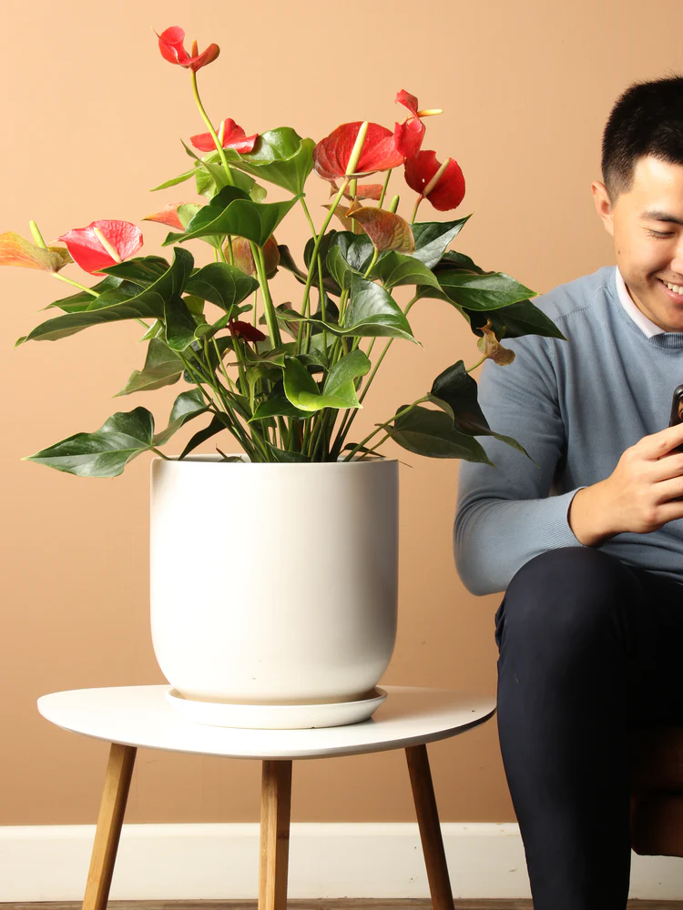 Anthurium Red – Large - Image 3