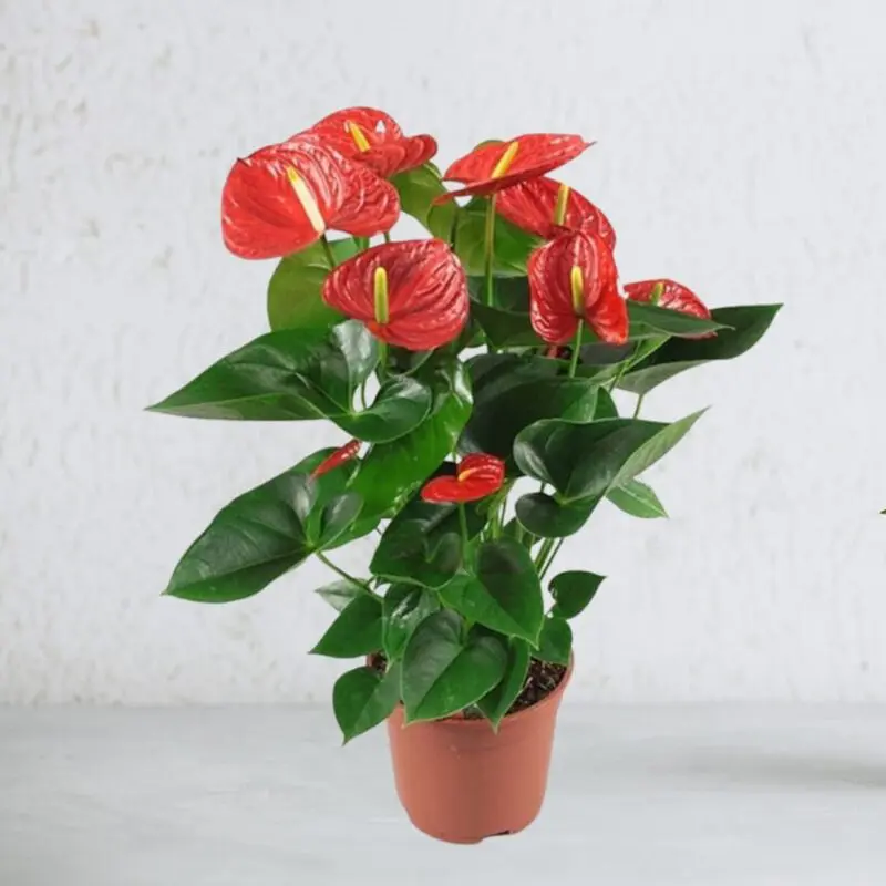 Anthurium Red – Large - Image 4