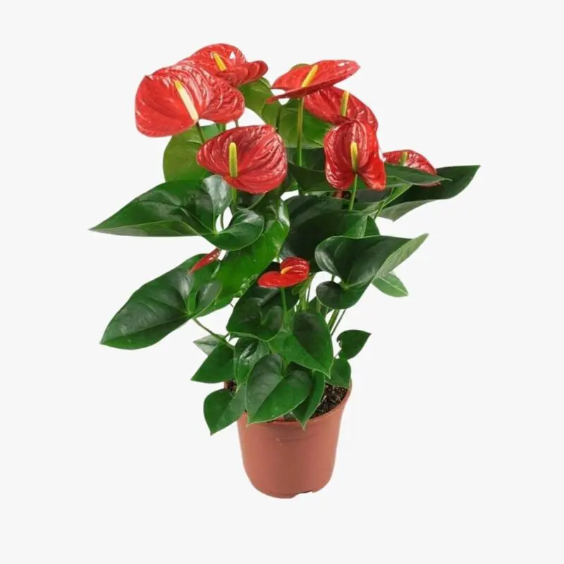 Anthurium Red – Large