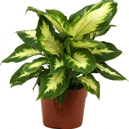 Dieffenbachia camilla-30cm