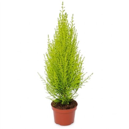 Cupressus gold crest-50 cm