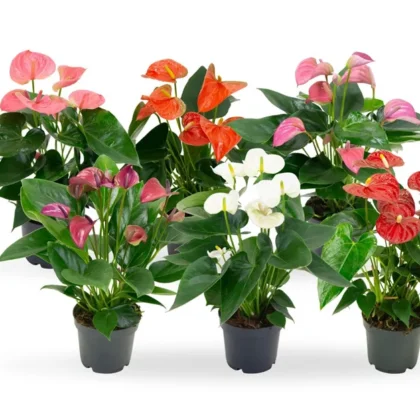 Anthurium 'Mini Cute' (Petite Flamingo Flower)