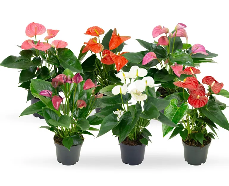 Anthurium 'Mini Cute' (Petite Flamingo Flower)