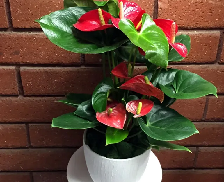 Anthurium Red - Image 3