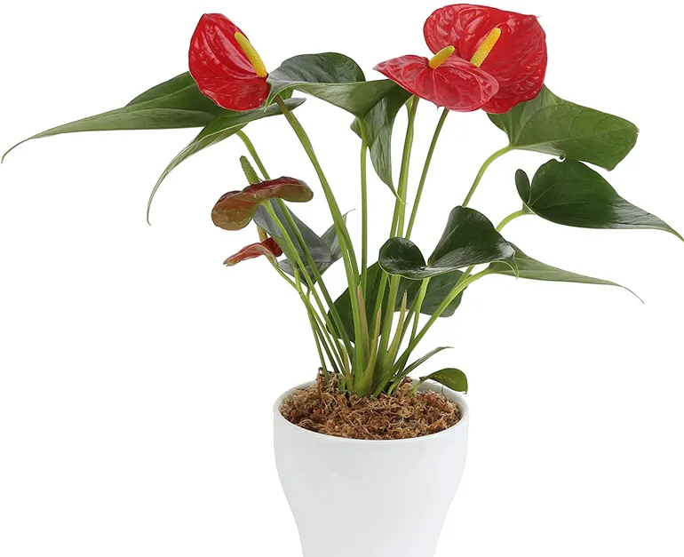 Anthurium Red - Image 2