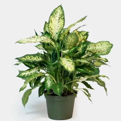 Dieffenbachia compacta 30cm