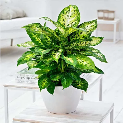Dieffenbachia compacta 30cm - Image 3