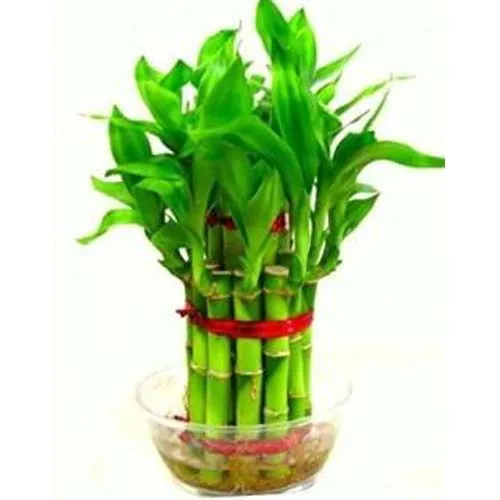 Dracaena lucky bamboo-2 Level - Image 2