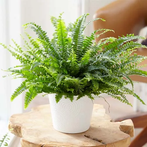 Nephrolepis-30 cm - Image 3