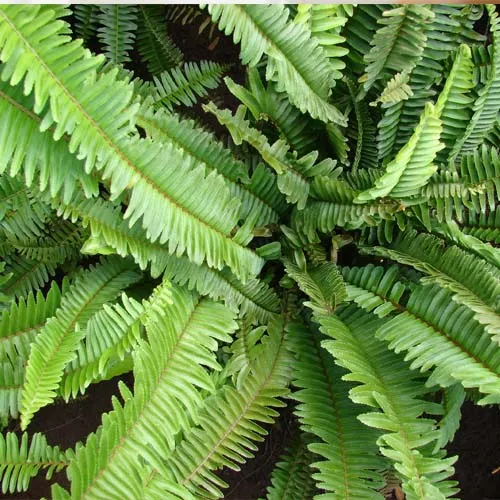 Nephrolepis-30 cm - Image 2