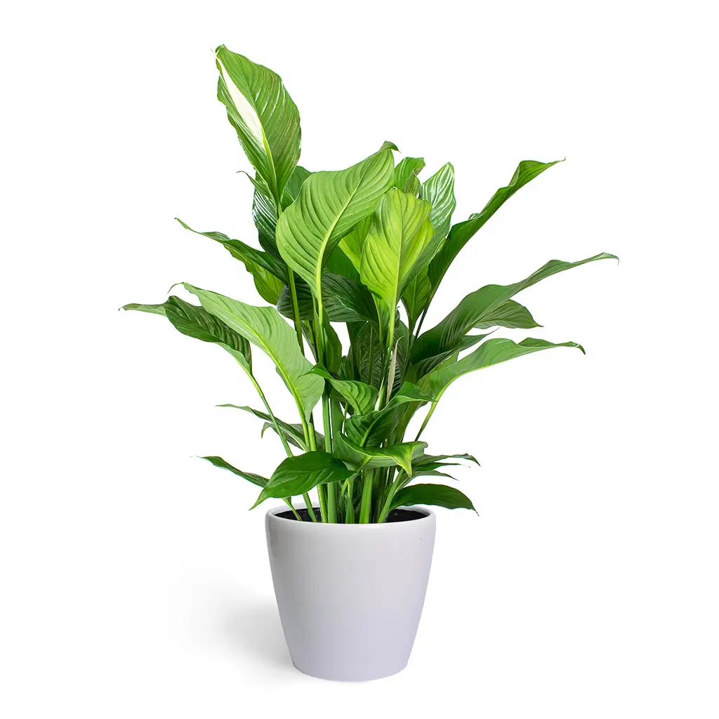 Spathiphyllum – Peace Lily BIG - Image 2