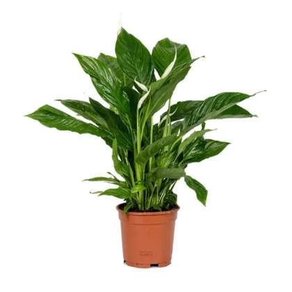 Spathiphyllum – Peace Lily BIG