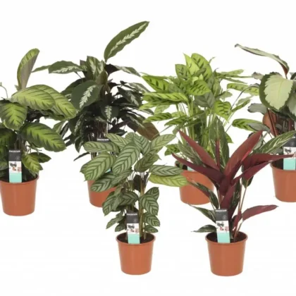 Calathea mix-30cm