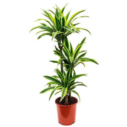 Dracaena Lemon Lime-100cm