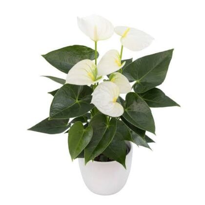 Anthurium White-45-50cm