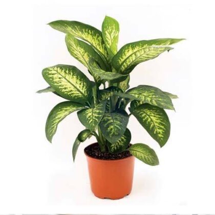 Dieffenbachia Tropicsnoe 80cm