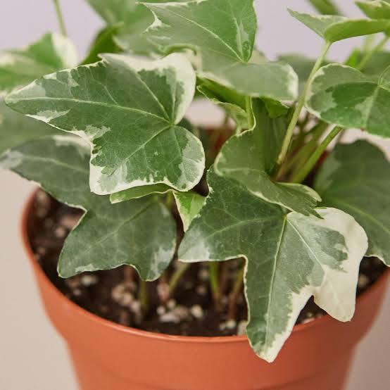 Hedera helix ( Hydra ) - Image 3