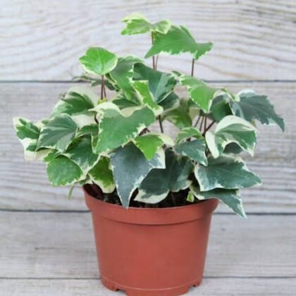 Hedera helix ( Hydra )