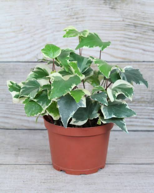 Hedera helix ( Hydra )