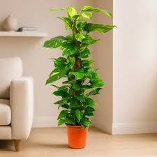 Epipremnum mosstick 60 cm