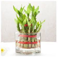 Dracaena lucky bamboo-2 Level