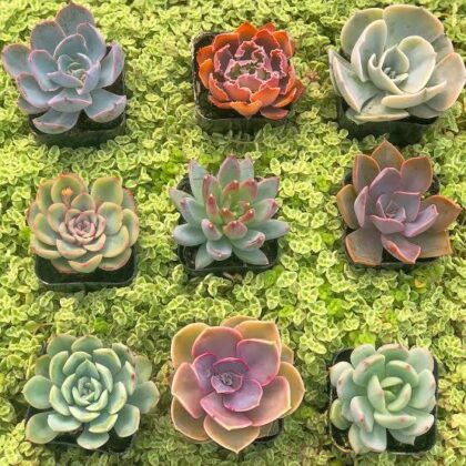 Echeveria mix color 5.5cm pot