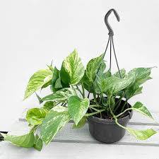 Epipremnum (Epipremnum aureum) – Hanging