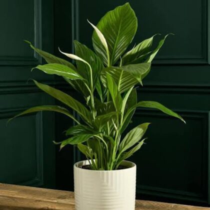 Spathiphyllum – Peace Lily