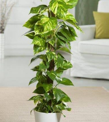 Epipremnum mosstick 100 cm