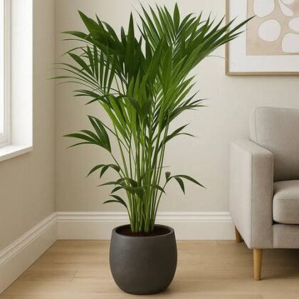 Kentia Palm (Howea forsteriana)100 cm