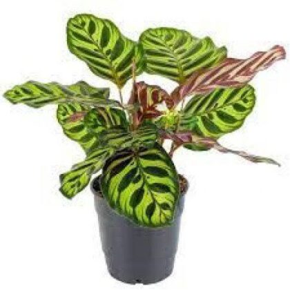 Calathea Rosea (Goeppertia roseopicta) – 30 cm