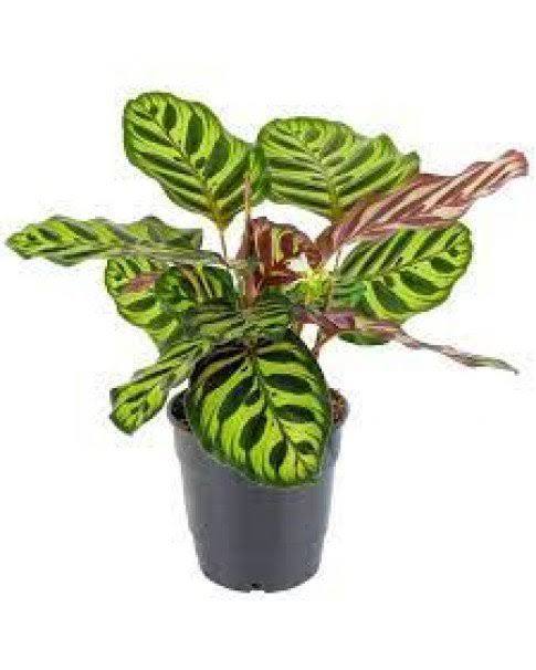 Calathea Rosea (Goeppertia roseopicta) – 30 cm
