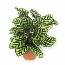 Calathea Rosea (Goeppertia roseopicta) – 30 cm - Image 2