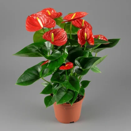 Anthurium Red