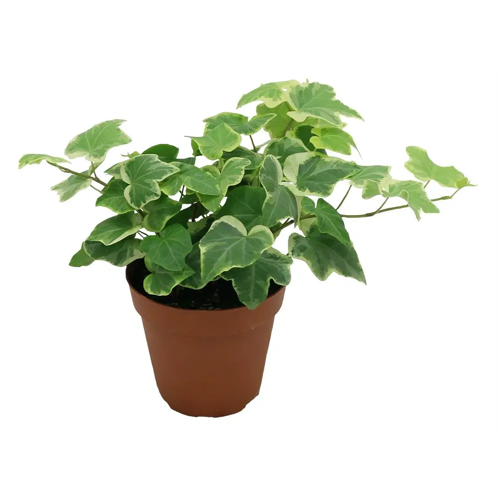 Hedera helix ( Hydra ) - Image 4