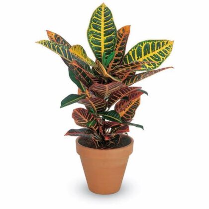 Croton Petra-30cm