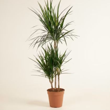Dracaena Marginata (Madagascar Dragon Tree) – 3 Stems | 100 cm